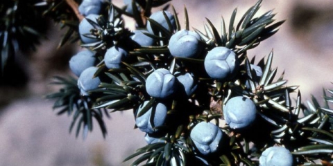 Kako razmnožiti kleku